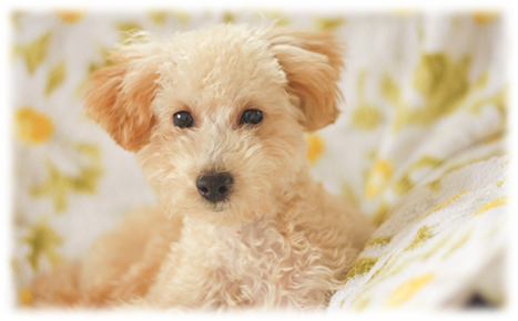 障がい者グループホーム リエゾン 札幌市の障がい者向け共同生活援助グループホーム